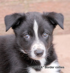black and white female, medium coat, border collie puppy